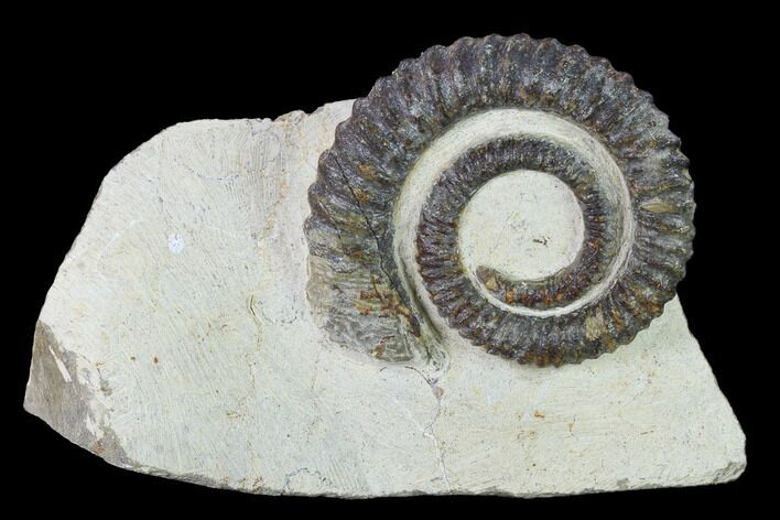 Early Devonian Ammonite (Anetoceras) - Tazarine, Morocco #154311